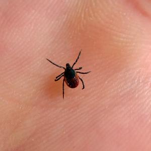 Lyme disease is on the rise. Here's how to prevent it and what to do if you get bitten