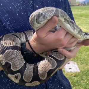 Pythons' extreme biology may hold clues for treating human disease