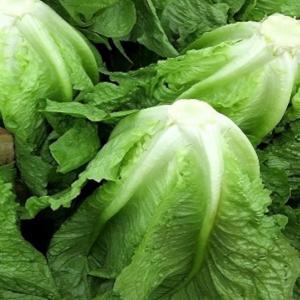 Some U.S. officials blame this salad green for cyclospora outbreak
