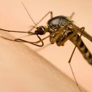 'Skeeter syndrome’ showing up in Alberta as mosquito populations boom