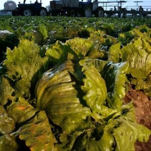 Lettuce samples at Taylor Farms negative for cyclospora, Mexican authorities sayc