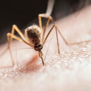 Toronto reports first human case of West Nile virus of the year