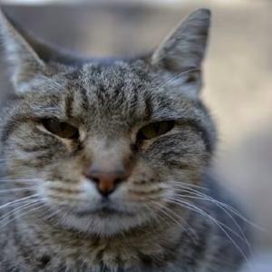 3 people treated after exposure to cat with raccoon rabies southwest of Montreal