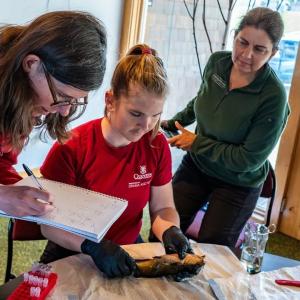 Researchers tracking whether contagious catfish cancer in Quebec has spread to N.B.