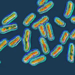 What eggs, jalapenos, chickens and chameleons have in common this summer: salmonella