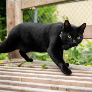 Second cat has contracted rabies in Quebec’s Montérégie region, health officials say