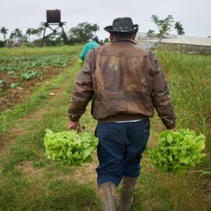 Acting U.S. FDA chief urges confidence in lettuce as agency updates produce safety guidance