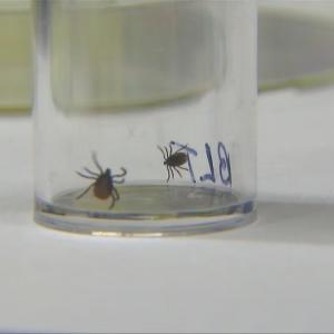 EU to study potential vaccine for Lyme disease