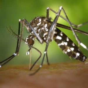 ‘Aggressive’ daytime biter: Tiger mosquito detected in Niagara Region, health unit says