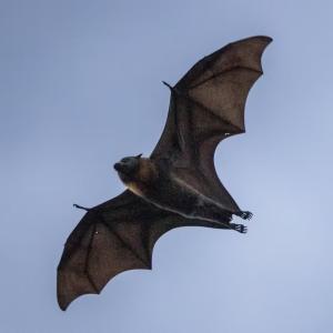 B.C. vet warns of surge in bat encounters after positive rabies test