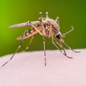 Two German airport workers die of malaria from mosquito on plane