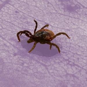 Canadian scientists import U.S. ticks for Lyme disease research – but that’s about to change