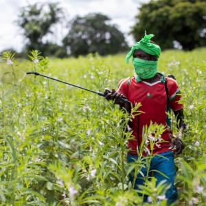 Almost half of world’s farmers poisoned by pesticides every year, experts find