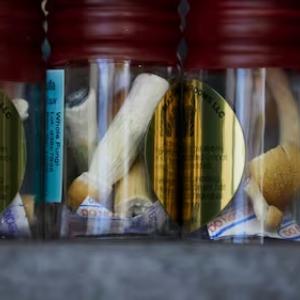 U.S. study tests psilocybin to fight cancer side effects