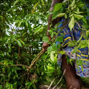 What is ibogaine, and what does it treat?