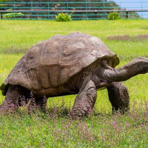 A 194-year-old tortoise, world’s oldest land animal, may hold clues to longer life