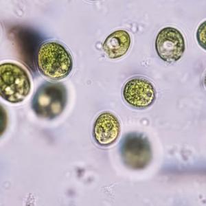 How pond algae led to a Nobel prize and a new way to study the brain