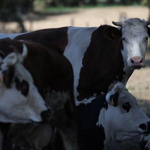 1st human case of livestock virus Shamonda reported in France