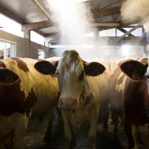 What is Shamonda, the livestock virus found for the first time in a person in France?