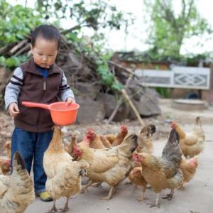 3 more H9N2 avian flu cases confirmed in China