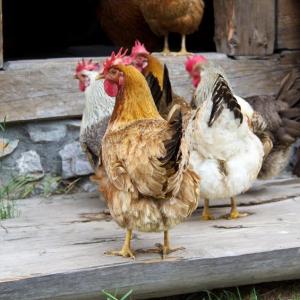 3 new human avian flu cases reported in China