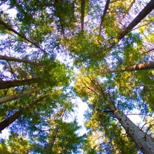 Trees as a 'health-care ally': How medical facilities are using plants to heal patients and the planet