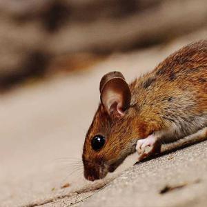 How the Government of Canada is (Or is Not) Monitoring Our Homegrown Hantavirus Strain