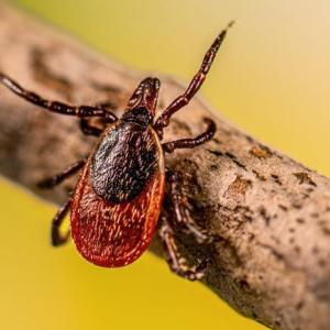 Public Health Alerts: Emergence of babesiosis in Nova Scotia, Canada