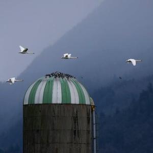 Animal sanctuary in B.C. 'devastated' by avian flu case