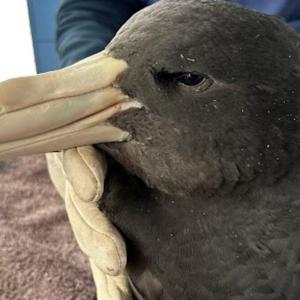 Australia confirms first mass death of seabirds from H5N1 bird flu