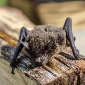 Ontario boy died after a bat sat on his face. There were no visible bites