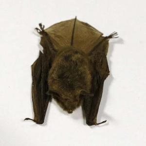 Doctors detail 2024 Ontario child rabies death in effort to warn about contact with bats