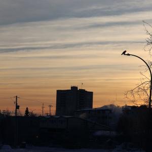 Bird flu detected in two Yellowknife ravens