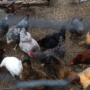 Bird flu is no longer an emergency, according to the U.S. CDC
