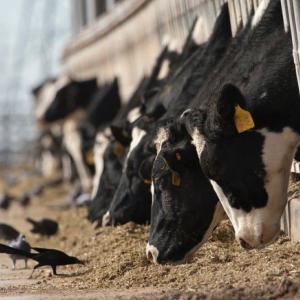 Bird Flu on Dairy Farms May Be Airborne After All