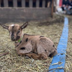Calgary petting farm reopens after parasitic outbreak