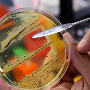 Canadian-led team of scientists discover new antibiotic hidden in decades-old bacterium