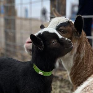 Case count climbs in outbreak of highly contagious parasite at Calgary petting farm