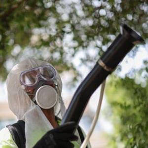 Chikungunya, an excruciating tropical disease, can now be transmitted in most of Europe, study finds