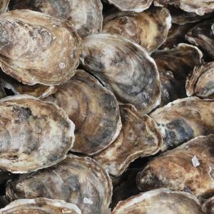 Climate change bringing oyster bacteria to Atlantic Canada