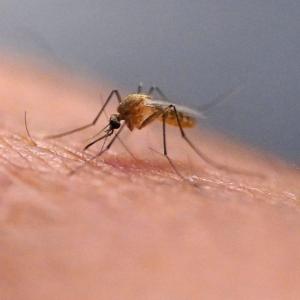 Dead crow tests positive for West Nile virus in Ontario.
