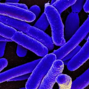 Early detection after E. coli outbreak at Calgary daycares prevented worse outcomes: study