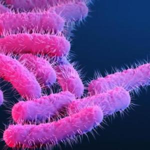Extensively drug-resistant Shigella on the rise in US