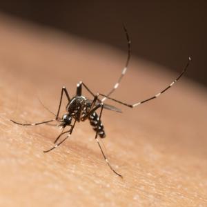 FDA suspends license for chikungunya vaccine Ixchiq over serious safety concerns