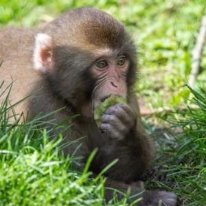 Granby Zoo issues warning about Japanese macaque following possible Herpes B virus exposure