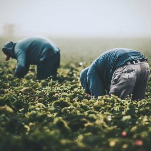 Health Canada claws back requirement for industry to provide agricultural workers access to pesticides safety information