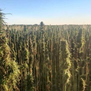 Health Canada launches consultations on cutting red tape around hemp