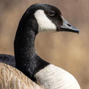 Here's how zoos are protecting birds from avian flu