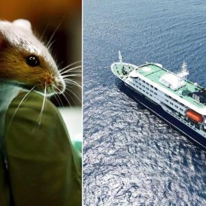 Human-to-human transmission of killer hantavirus suspected in cruise ship outbreak. Here's what that means