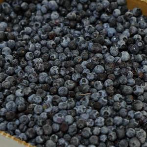 If food is medicine, how about a prescription for blueberries? N.S. researchers hope that's the future